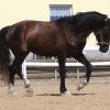 Welsh Cob - Valando bij Anne-3